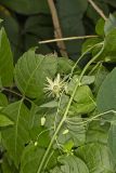 Yellow Passionflower, Passiflora lutea
