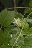 Yellow Passionflower, Passiflora lutea