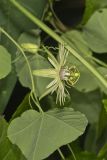 Yellow Passionflower, Passiflora lutea