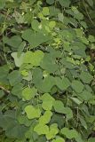 Yellow Passionflower, Passiflora lutea