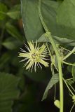 Yellow Passionflower, Passiflora lutea