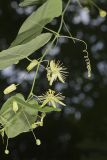 Yellow Passionflower, Passiflora lutea