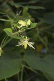 Yellow Passionflower, Passiflora lutea