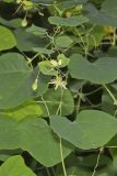 Yellow Passionflower, Passiflora lutea