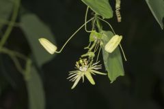 Yellow Passionflower, Passiflora lutea