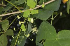 Yellow Passionflower, Passiflora lutea
