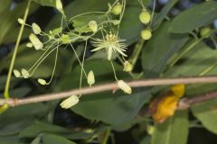 Yellow Passionflower, Passiflora lutea