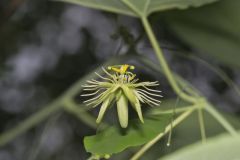 Yellow Passionflower, Passiflora lutea
