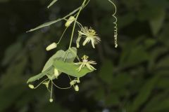 Yellow Passionflower, Passiflora lutea