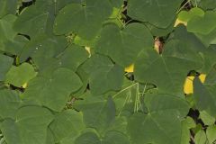 Yellow Passionflower, Passiflora lutea