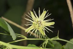 Yellow Passionflower, Passiflora lutea
