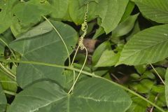 Yellow Passionflower, Passiflora lutea