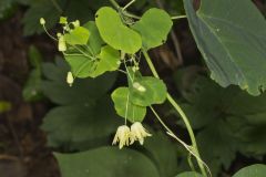 Yellow Passionflower, Passiflora lutea
