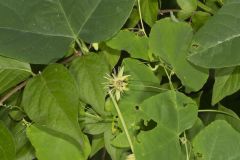 Yellow Passionflower, Passiflora lutea