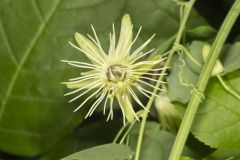 Yellow Passionflower, Passiflora lutea