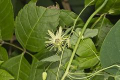 Yellow Passionflower, Passiflora lutea