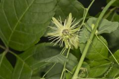Yellow Passionflower, Passiflora lutea