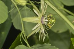 Yellow Passionflower, Passiflora lutea
