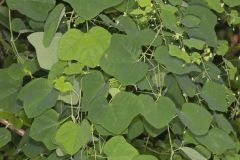 Yellow Passionflower, Passiflora lutea