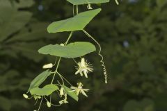 Yellow Passionflower, Passiflora lutea