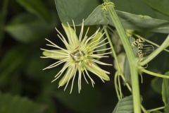 Yellow Passionflower, Passiflora lutea