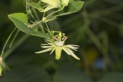 Yellow Passionflower, Passiflora lutea