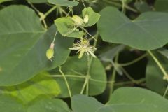 Yellow Passionflower, Passiflora lutea
