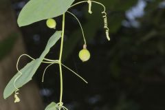 Yellow Passionflower, Passiflora lutea