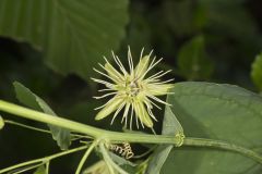 Yellow Passionflower, Passiflora lutea