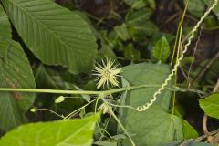 Yellow Passionflower, Passiflora lutea