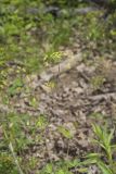 Yellow Pimpernel, Taenidia integerrima