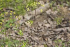 Yellow Pimpernel