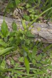 Yellow Pimpernel, Taenidia integerrima