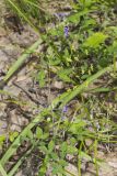 Yellow Pimpernel, Taenidia integerrima