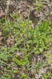 Yellow Pimpernel, Taenidia integerrima