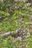 Yellow Pimpernel, Taenidia integerrima