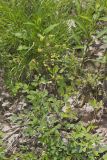 Yellow Pimpernel, Taenidia integerrima