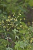 Yellow Pimpernel, Taenidia integerrima