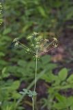 Yellow Pimpernel, Taenidia integerrima