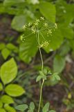 Yellow Pimpernel, Taenidia integerrima