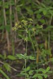 Yellow Pimpernel, Taenidia integerrima