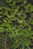 Yellow Pimpernel, Taenidia integerrima