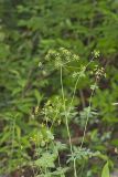 Yellow Pimpernel, Taenidia integerrima