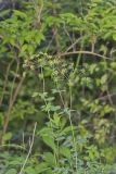 Yellow Pimpernel, Taenidia integerrima