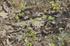 Yellow Pimpernel, Taenidia integerrima