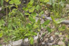 Yellow Pimpernel, Taenidia integerrima