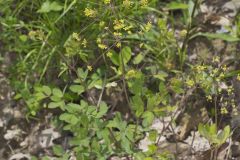 Yellow Pimpernel, Taenidia integerrima