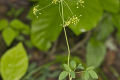 Yellow Pimpernel, Taenidia integerrima