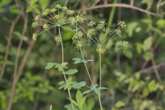 Yellow Pimpernel, Taenidia integerrima