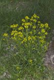 Yellow Rocket, Barbarea vulgaris